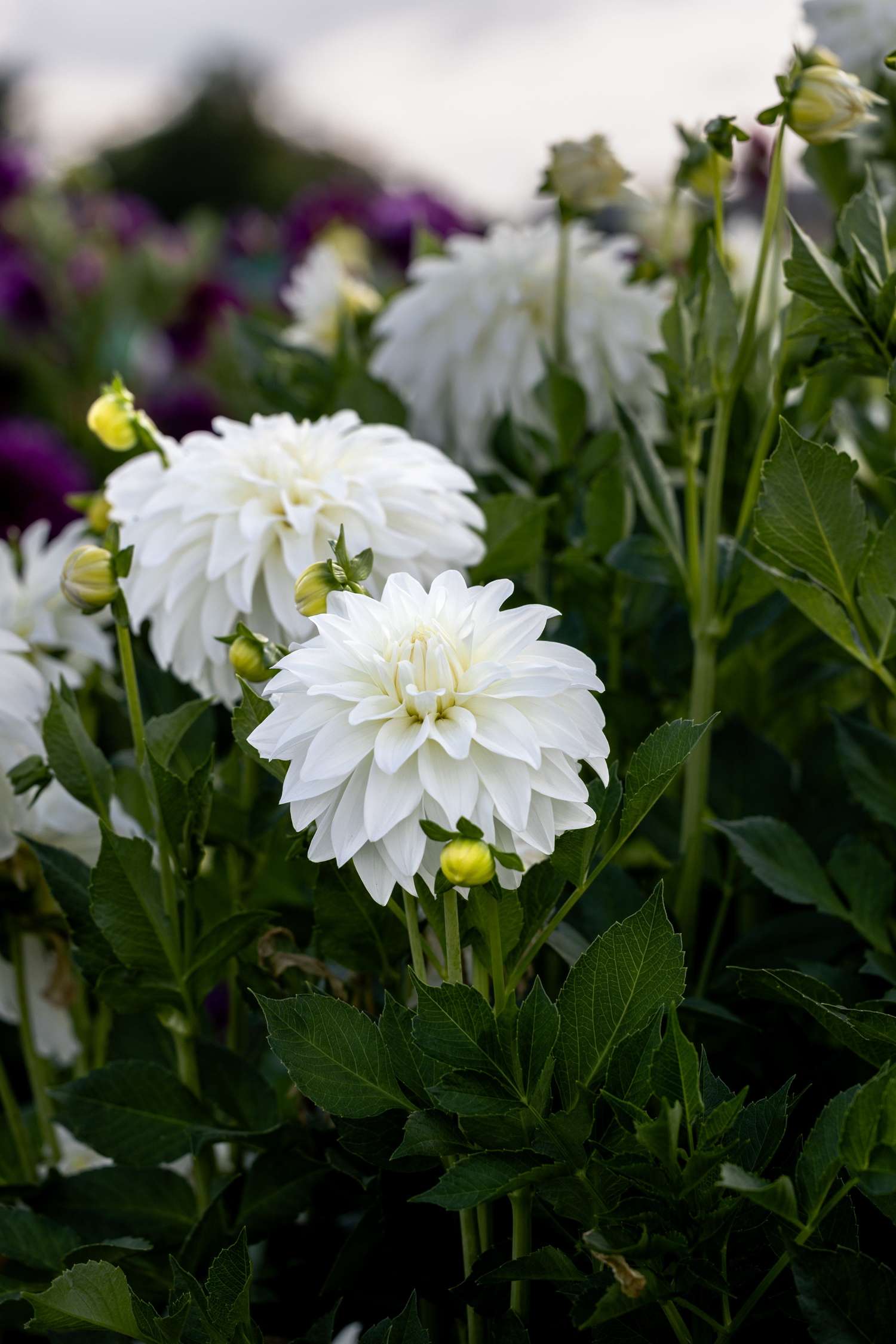 Dahlie 'Lady Liberty'